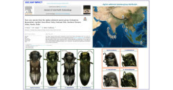 Four new species from the Agrilus wittemani species group