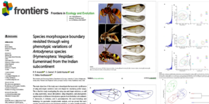 Species morphospace boundary revisited through wing phentypic variations of Antodynerus species