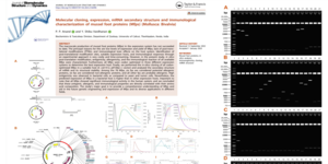 Molecular cloning expression mRNA secondary structure and immunological characterisation of mussel foot protiens